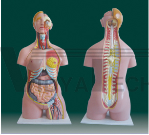 The model of dual-sex torso